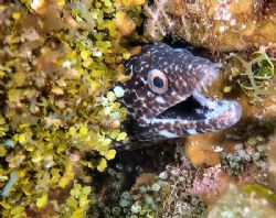 Spotted Eel off of Cayman Brac. by Steve Wurfel 